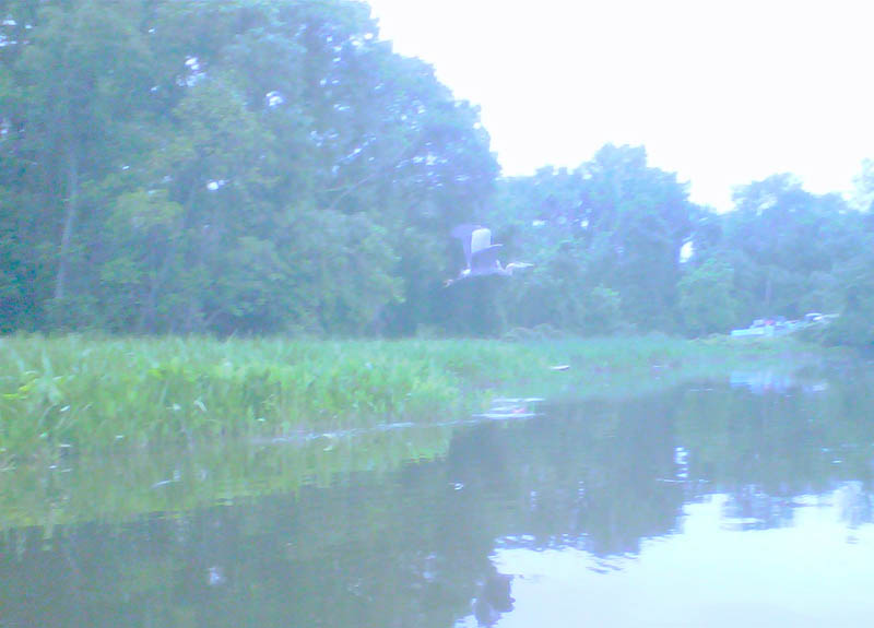 Kayaking the Dyke Marsh